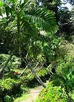 Palm Tree Walkway